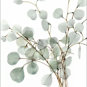 Super okazja Eucalyptus - Fine Art Print