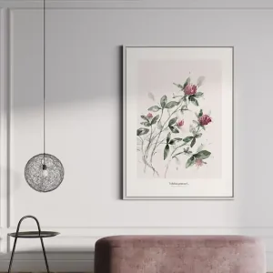Oferta limitowana Koniczyna /print