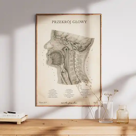 Plakat Przekrój Głowy Vintage Hit sprzedaży