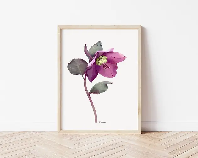 Ekspresowa dostawa Ciemiernik 3, grafika, akwarela