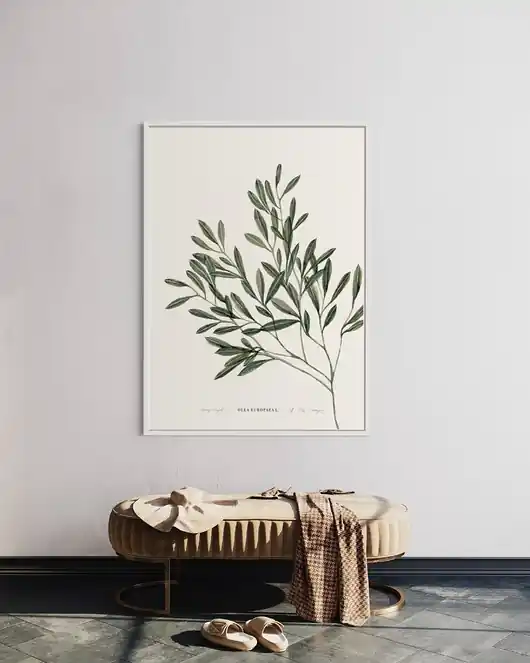 Olea Europea Najlepsza cena