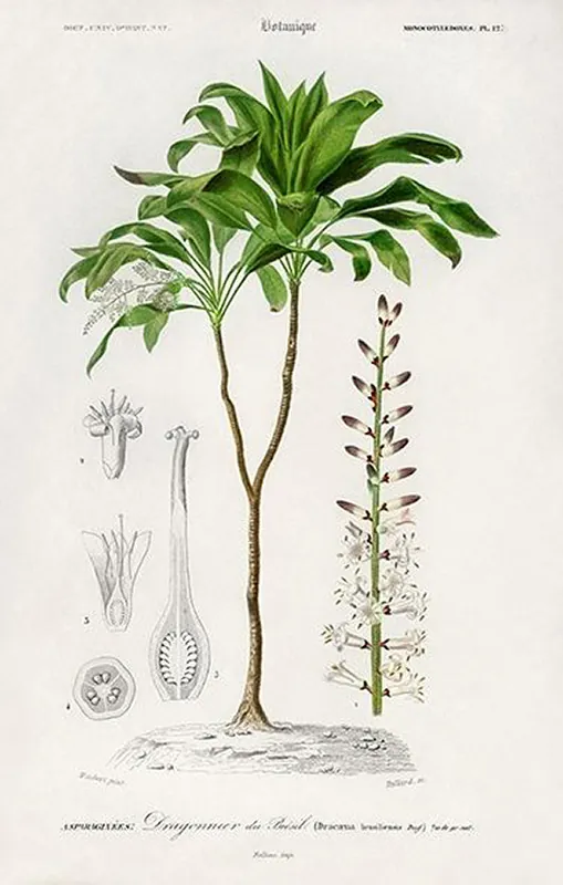 Dracena-plakat-rycina Okazja