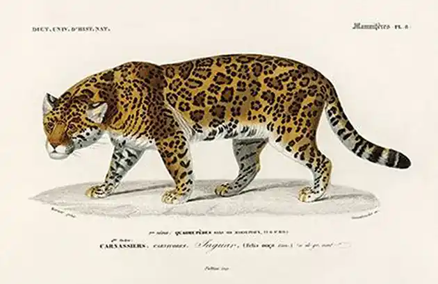 Jaguar-pantera-plakat-rycina Kup online