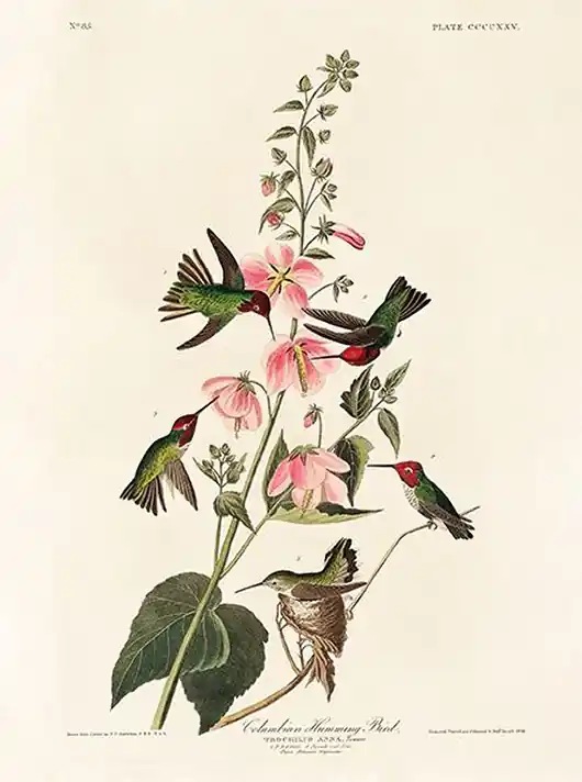 Bezpieczne zakupy Kolibry-ptaki-plakat