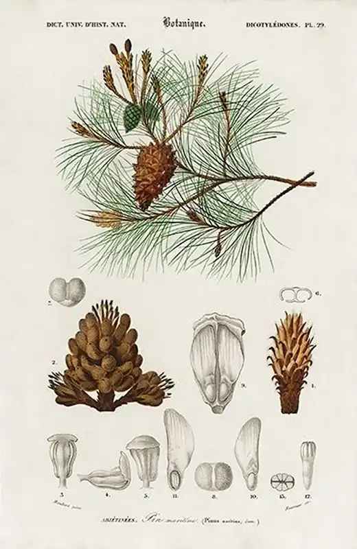 Okazja Sosna-plakat-rycina