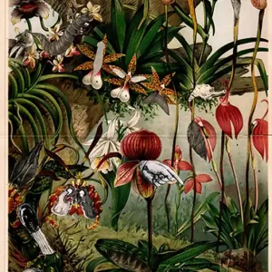Tani Plakat Orchidee