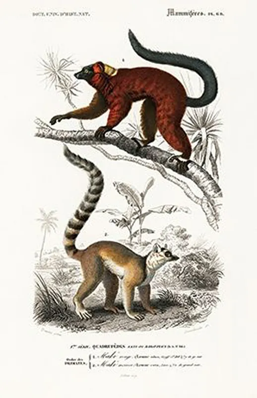 Lemur-plakat-rycina Oferta