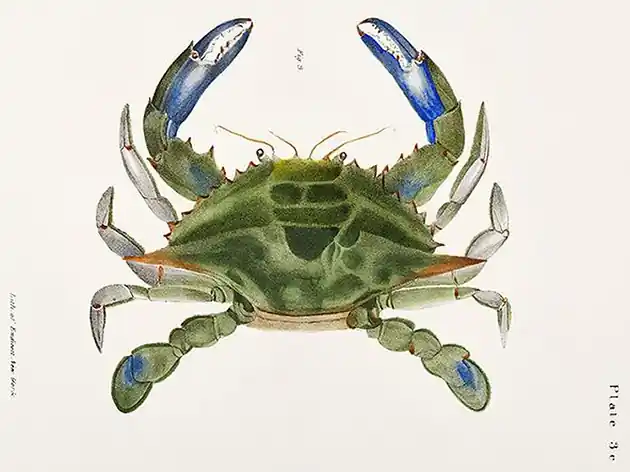 Dodaj do koszyka Niebieski-krab-ilustracja-vintage