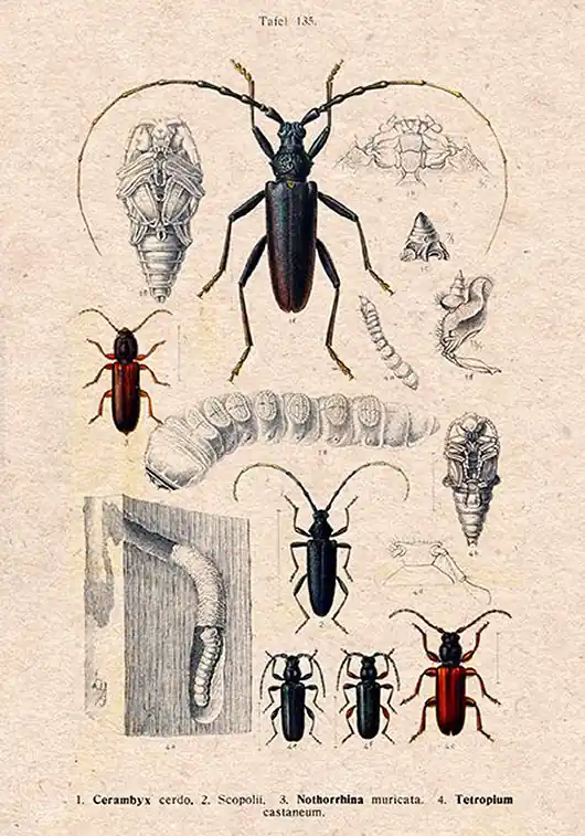 Bestseller Plakat owady-rycina-z-ksiazki-iv