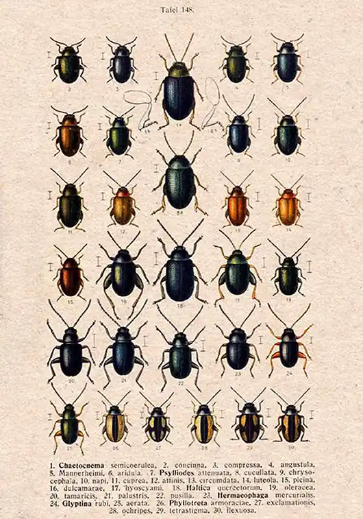 Plakat owady-rycina-z-ksiazki-x Łatwy zwrot