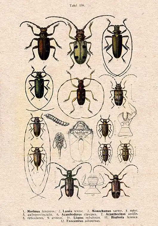 Plakat owady-rycina-z-ksiazki-xii Oferta czasowa