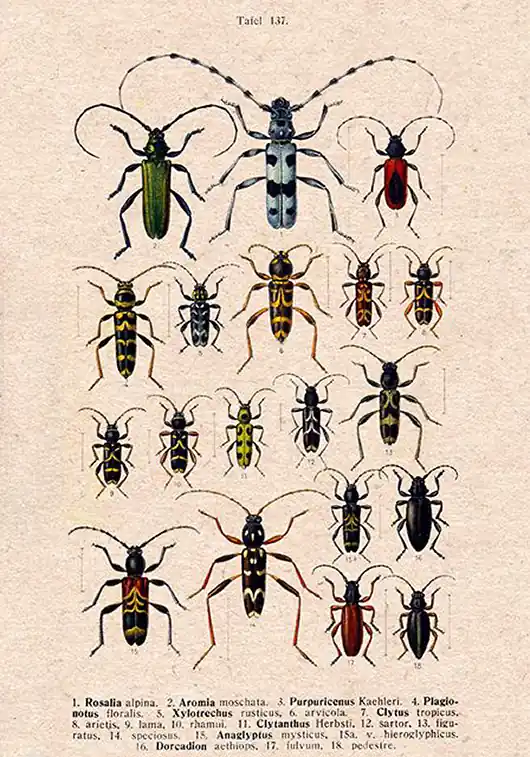 Plakat owady-rycina-z-ksiazki-xiv Ostatnie sztuki