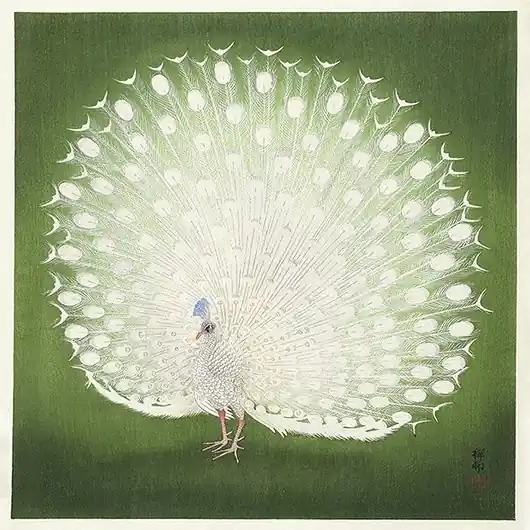 Dostępne od ręki Paw-ilustracja-vintage