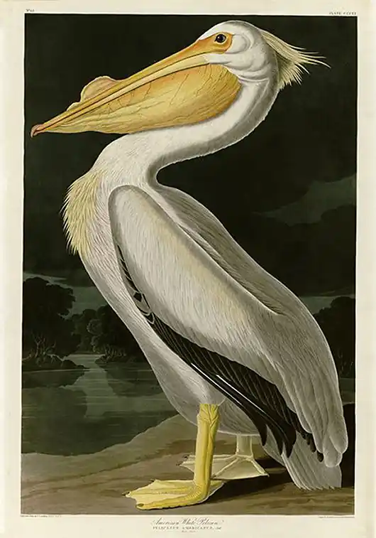 Sprawdź teraz Plakat pelikan-rycina-z-ksiazki-i