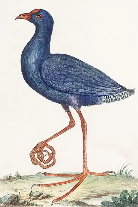 Oferta Ptak-ilustracja-vintage