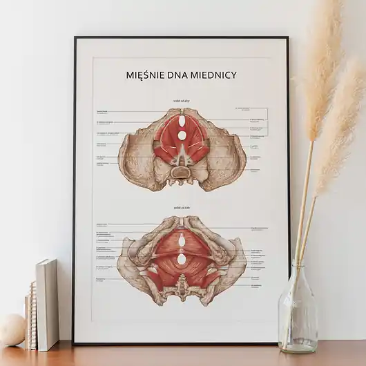 Plakat Mięśnie dna Miednicy Ostatnie sztuki