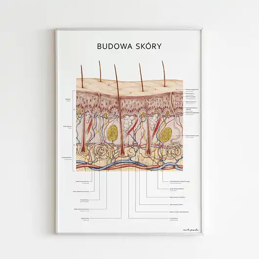 Wybór klientów Plakat Budowa Skóry