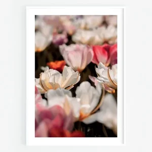 Tulipany IV Wybór klientów