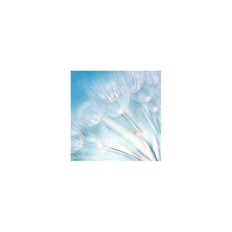 Obraz na szkle Dmuchawce, 50x50 cm Bonami Oferta limitowana