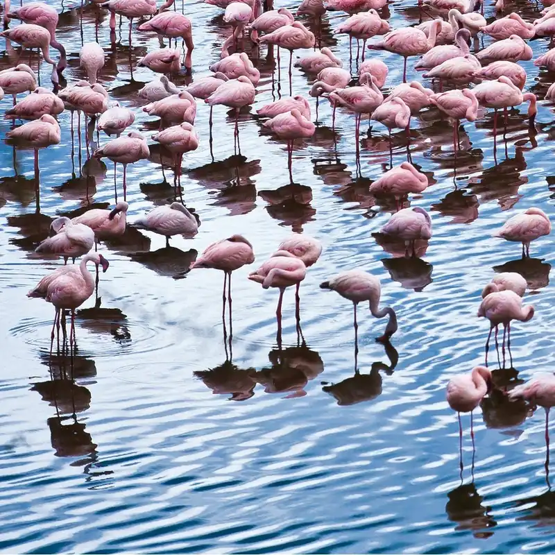 Szklany obraz Pretty Flamingo 50x50 cm Bonami Sprawdź teraz