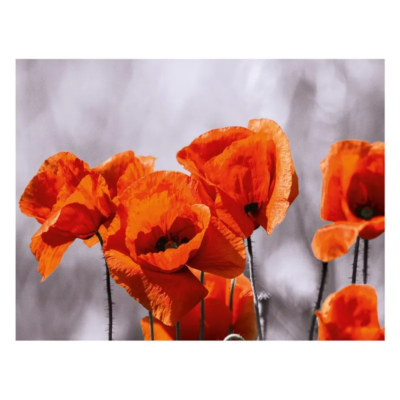 Tylko dziś Szklany obraz Red Spot Poppies 60x80 cm Bonami