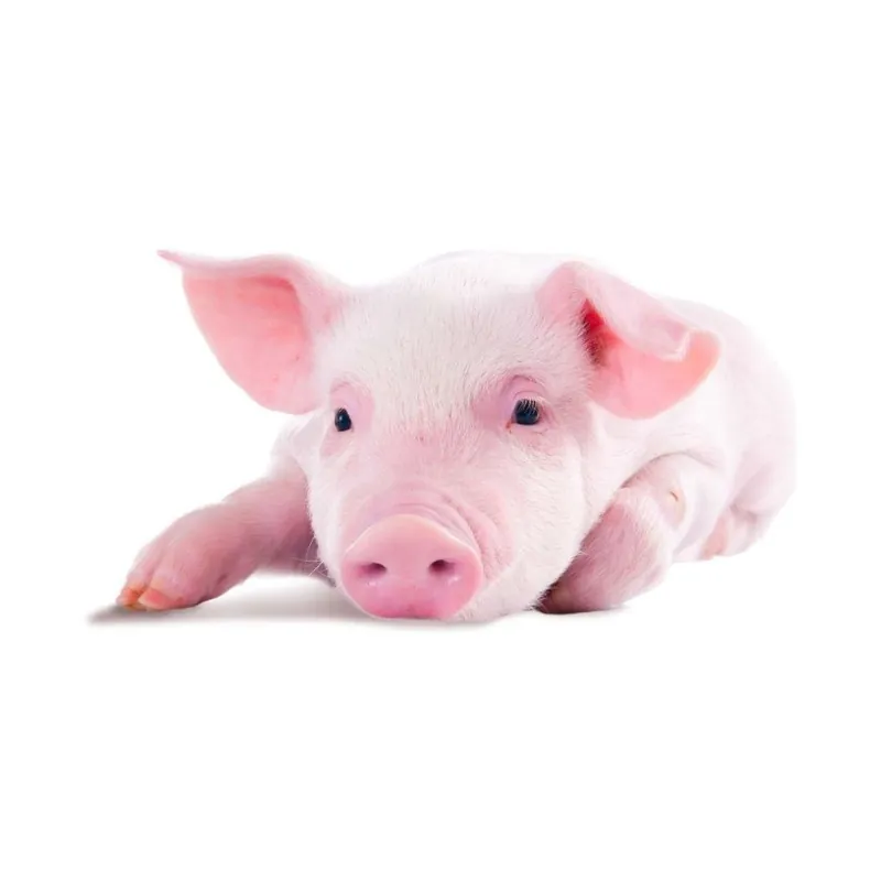 Poduszka Animals Pig, 42x42 cm Bonami Wyjątkowa oferta