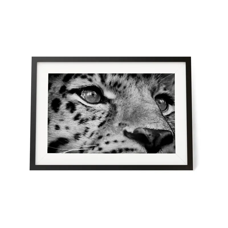Plakat w ramie We Love Home Mirada Felina, 30x40 cm Bonami Bestseller