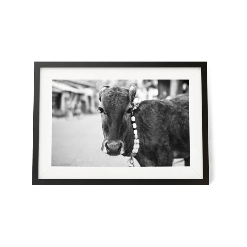 Plakat w ramie We Love Home Vaca Con Collar, 30x40 cm Bonami Tylko dziś